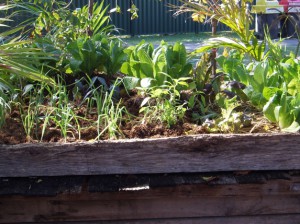 An old pallet makes a raised garden 