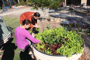 Harvesting the  salad leaves