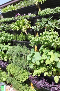 Edible Wall Garden